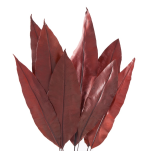 Stabiliseeritud Tropical Leaf Rouge 20/30 1 pakk