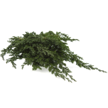 Stabiliseeritud Juniperus Procumbens 1tk