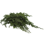 Stabiliseeritud Juniperus Procumbens 1tk