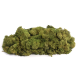 Stabiliseeritud Põdrasammal Raindeer Moss 5kg Green