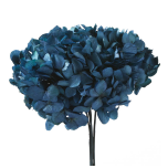 Stabiliseeritud Hortensia Blue