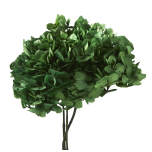 Stabiliseeritud Hortensia Green