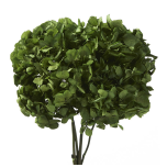 Stabiliseeritud Hortensia Olive Green