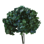 Stabiliseeritud Hortensia Natural Green/Blue