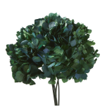 Stabiliseeritud Hortensia Natural Green/Blue