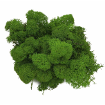 Stabiliseeritud Põdrasammal Raindeer Moss 500g Apple Green