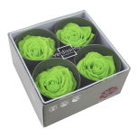 Stabiliseeritud Roos Premium 4tk karbis Lime Green