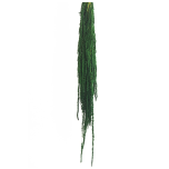 Stabiliseeritud Amaranthus green 40/70