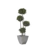 Stabiliseeritud Arbol 4 Bolas Pitosporum 1.80 Verde