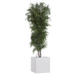 Stabiliseeritud Arbol Nicoly 1.80 Verde