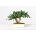 Stabiliseeritud BONSAI JUNIPERUS MINI