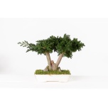 Stabiliseeritud Bonsai Procumbens 25cm