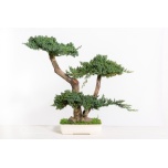Stabiliseeritud Bonsai Procumbens 50cm