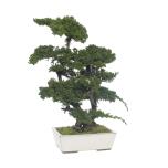 Stabiliseeritud BONSAI JUNIPERUS GDE