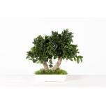 Stabiliseeritud Bonsai Pitosporum Peq.