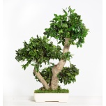 Stabiliseeritud Bonsai Pitosporum Med