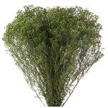 Stabiliseeritud Broom Fleuri Vert