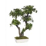 Stabiliseeritud Bonsai Tobira 70