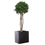 Stabiliseeritud Copa Tenuifolium 150 cm
