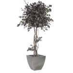 Stabiliseeritud Tree Populus Crown 200cm
