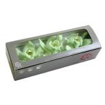 Stabiliseeritud Cymbidium Verde 4tk