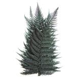 Stabiliseeritud Brilliant Fern 30/40