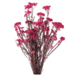 Stabiliseeritud H.Diosmi Pink Begonia