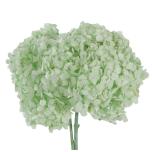 Stabiliseeritud Hortensia Mint Green