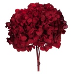 Stabiliseeritud Hortensia Red