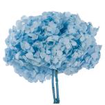 Stabiliseeritud Hortensia Light Blue