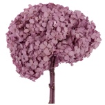 Stabiliseeritud Hortensia Lilac