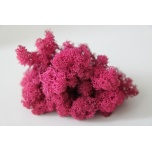 Stabiliseeritud Põdrasammal Reindeer Moss 500g Dark Pink