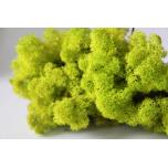 Stabiliseeritud Põdrasammal Reindeer Moss 500g Light Green