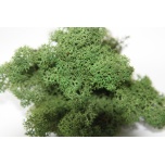 Stabiliseeritud Põdrasammal Raindeer Moss 500g Green