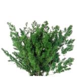 Stabiliseeritud Ming Fern Green 30-50cm