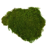 Stabiliseeritud sammal Flat Moss (green) 2.5Kg