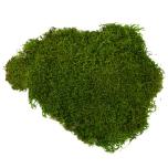 Stabiliseeritud sammal Flat Moss (green) kastis 2.5KG