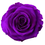 Stabiliseeritud roos GRANDE 6tk DARK PURPLE