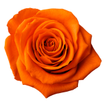 Stabiliseeritud roos GRANDE 6tk ORANGE