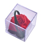 Stabiliseeritud Roos MELCHOR kinkekarbis 1tk RED