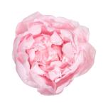 Stabiliseeritud Peony Pastel pink 3 Ud.