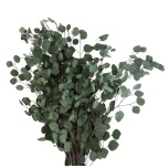 Stabiliseeritud Eucalyptus Populus Green 40-80cm