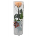 Stabiliseeritud Roos Amorosa Mini Kinkekarbis Peach 1tk