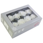 Stabiliseeritud Roos Medium 8tk karbis White