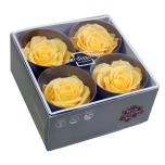 Stabiliseeritud Roos Premium 4tk karbis Bright Yellow