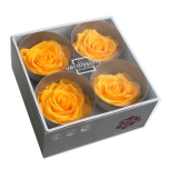 Stabiliseeritud Roos Premium 4tk karbis soe kollane