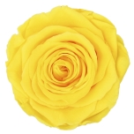Stabiliseeritud Rose Standard Bulk Warm Yellow 1tk