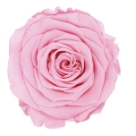 Stabiliseeritud Roos Queen 5tk karbis Pastel Pink