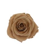 Stabiliseeritud Rose Standard W-Box 6 Hazelnut