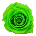 Stabiliseeritud Roos Standard 6tk karbis Lime Green